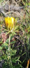 Berkheya barbata