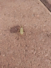 Oecanthus nigricornis