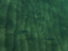 Caranx caballus
