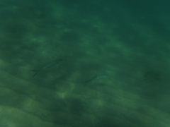 Caranx caballus