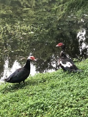 Cairina moschata domestica