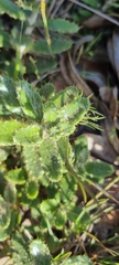 Berkheya barbata