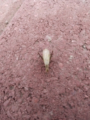 Oecanthus nigricornis