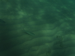 Caranx caballus