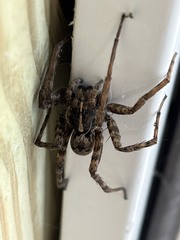 Tigrosa georgicola