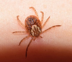 Ixodidae
