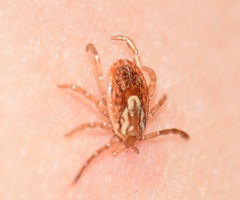 Ixodidae