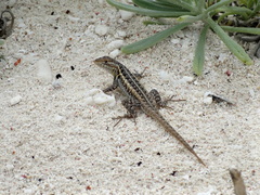 Sceloporus cozumelae