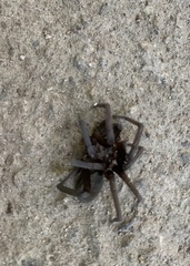 Kukulcania