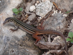Aspidoscelis angusticeps angusticeps