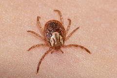 Ixodidae