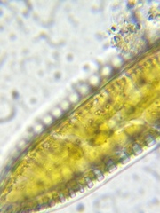 Iconella amphioxys