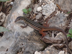 Aspidoscelis angusticeps angusticeps