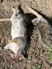 Sciurus carolinensis