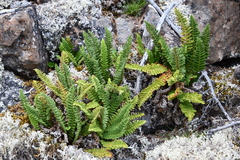 Dryopteris fragrans