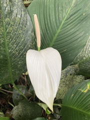 Spathiphyllum