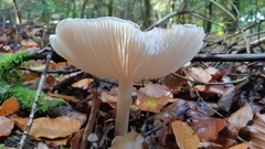 Megacollybia