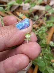Kickxia elatine