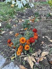 Tagetes