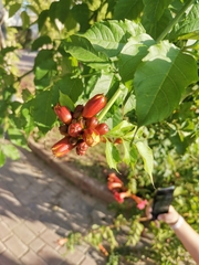 Campsis radicans