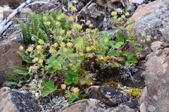 Potentilla asperrima