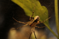 Pityohyphantes