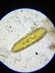 Iconella amphioxys