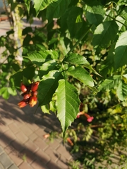 Campsis radicans