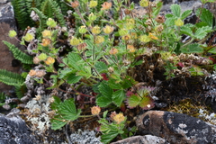 Potentilla asperrima