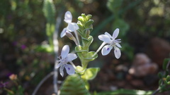 Lapeirousia pyramidalis pyramidalis
