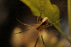 Pityohyphantes