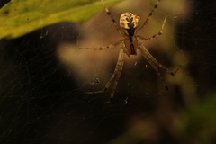 Pityohyphantes