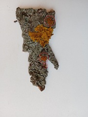 Polycauliona polycarpa