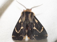 Ardices curvata