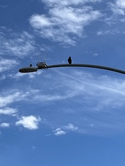 Corvus brachyrhynchos