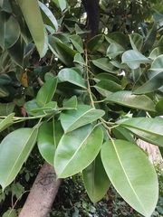 Ficus elastica
