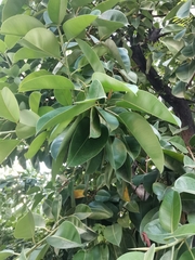 Ficus elastica