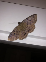 Speiredonia spectans
