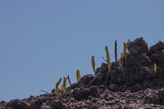 Polypodium pellucidum