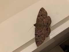 Speiredonia spectans
