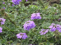 Glandularia tenera