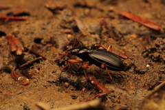 Nebria lacustris
