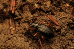 Nebria lacustris