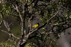 Chlorodrepanis virens