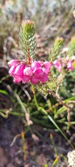 Erica abietina constantiana