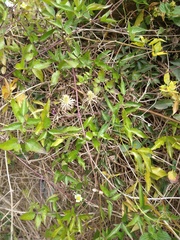 Clematis montevidensis