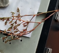 Goniolimon besserianum