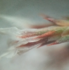 Goniolimon besserianum