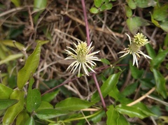 Clematis montevidensis