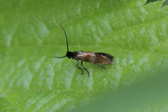 Micropterix mansuetella